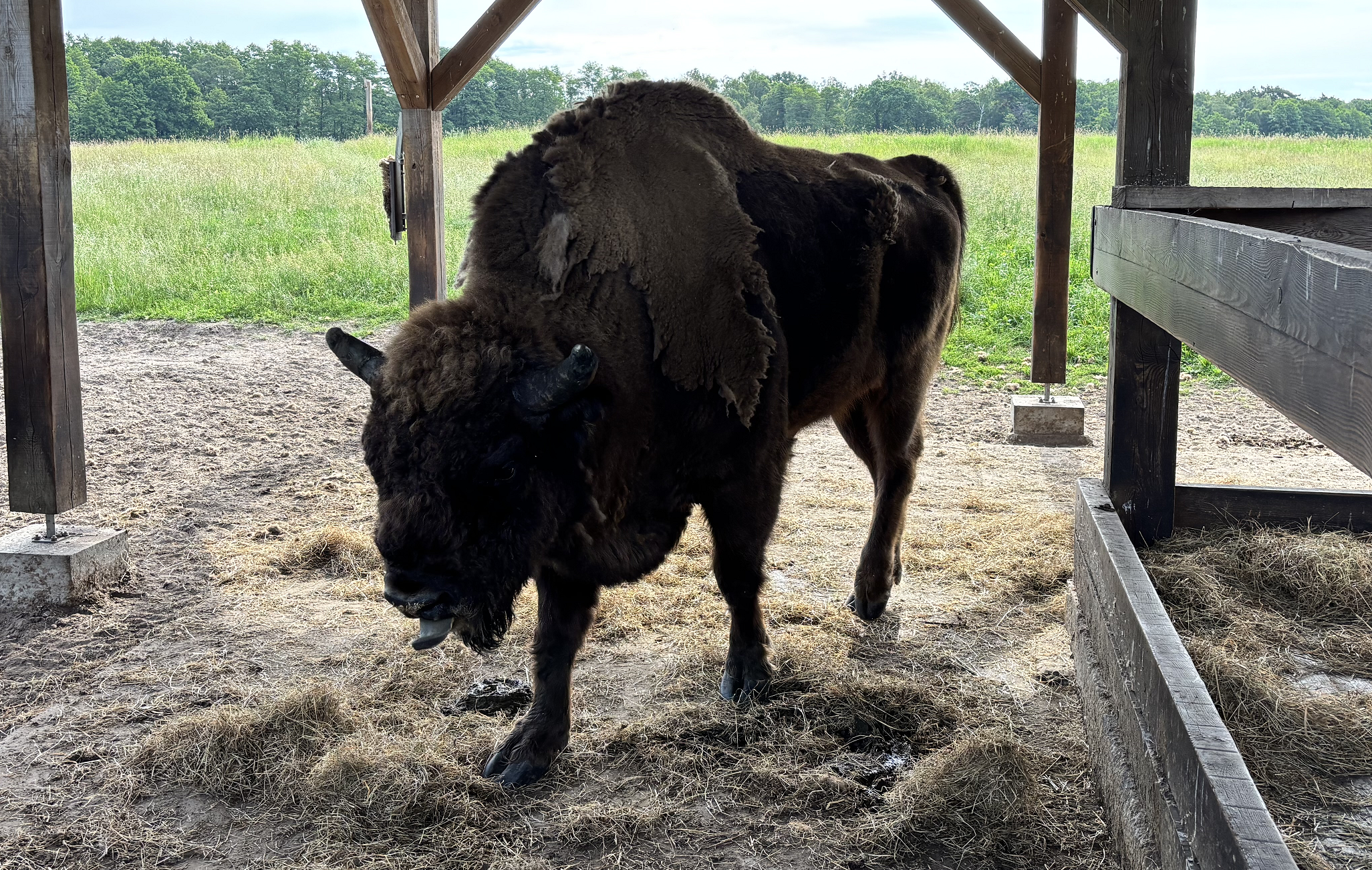 Das Wisent ist das größte Landsäugetier Europas.